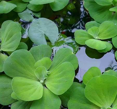 水培哪些花比较好养