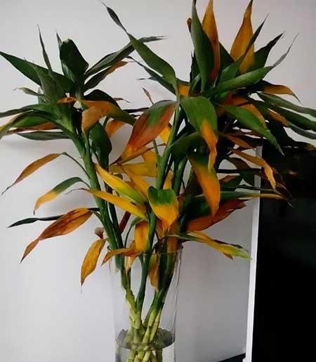 水培哪些花比较好养