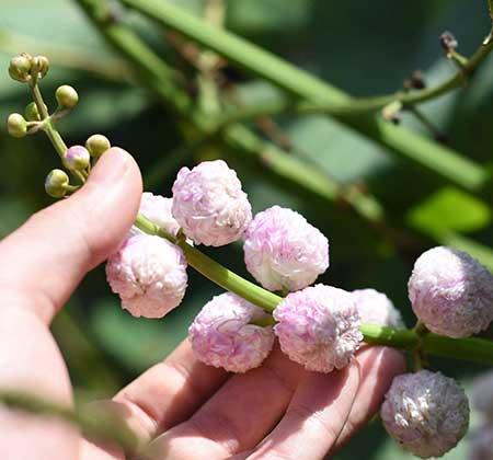 水培哪些花比较好养