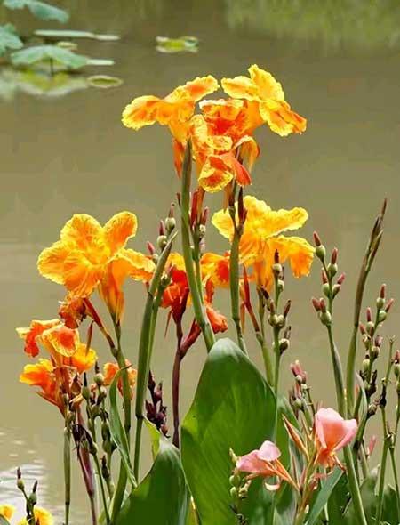 水培哪些花比较好养