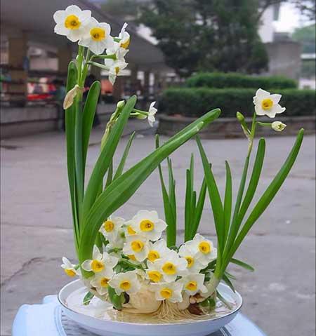 水培哪些花比较好养