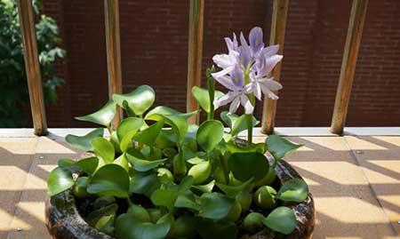 水培哪些花比较好养