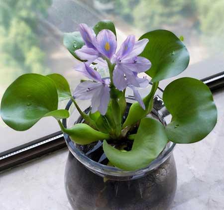 水培哪些花比较好养