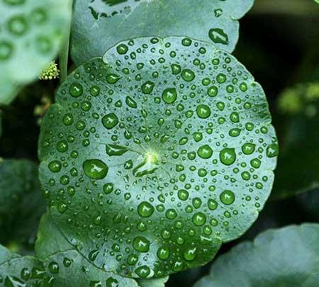 水培哪些花比较好养