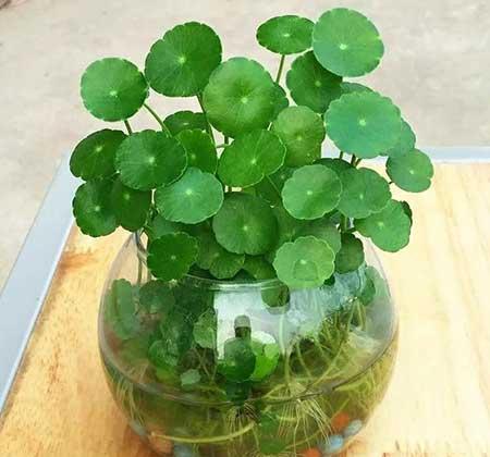 水培哪些花比较好养