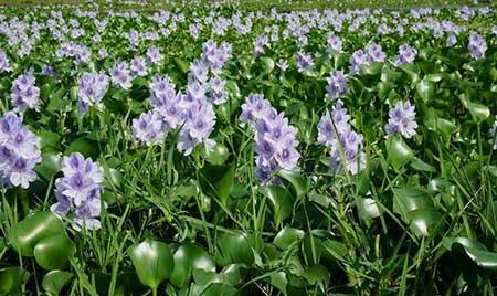 水葫芦盆栽怎么养