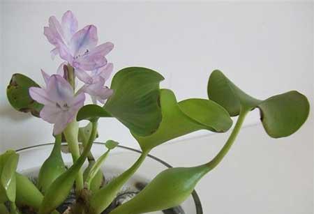 水葫芦盆栽怎么养