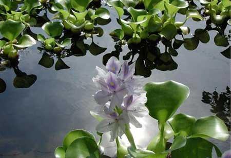 水葫芦盆栽怎么养