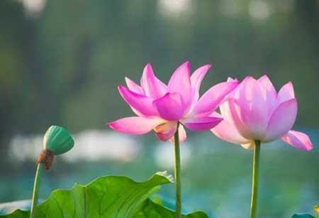 属兔的养啥花旺财