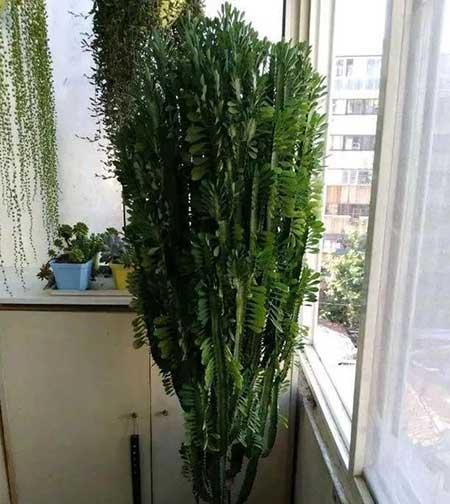 属龙养什么花比较好家里