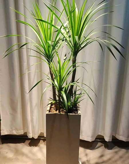属龙养什么花比较好家里