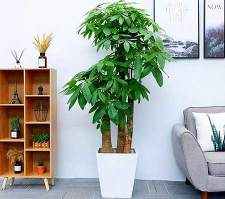 家门口养什么花卉对风水好