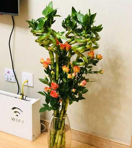 家门口养什么花卉对风水好