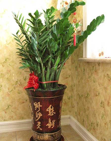 家门口养什么花卉对风水好