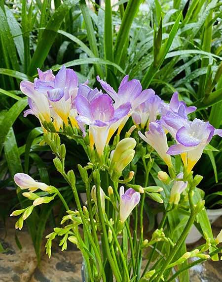 室内易养活的花