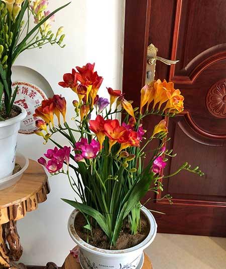 室内易养活的花