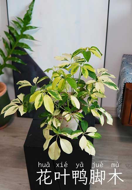 室内养殖绿植