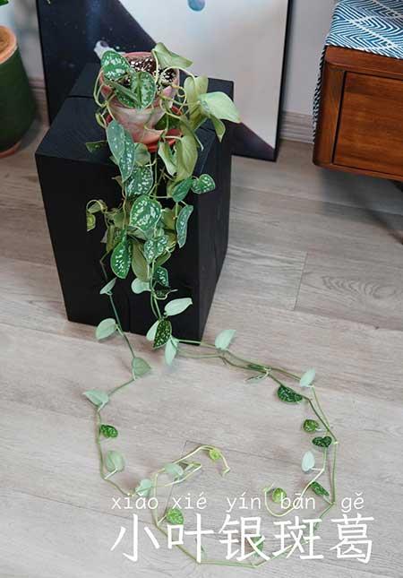室内养殖绿植