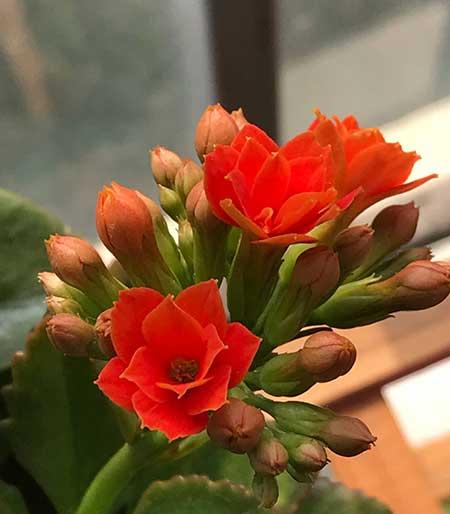 室内养什么绿植好养