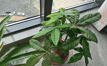 室内养什么绿植好养