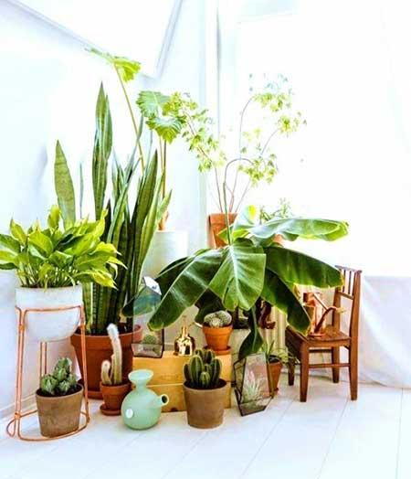室内盆栽如何养护