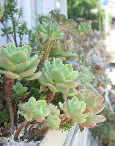 室内盆栽如何养护