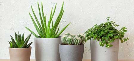 室内盆栽如何养护