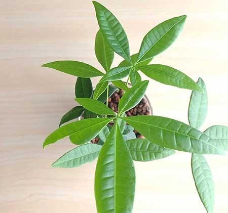 室内盆栽如何养护