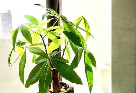 室内盆栽如何养护