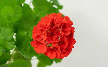室内可养的花