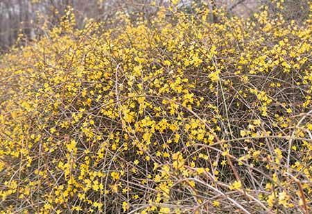 适合在东北养的花