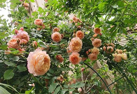 适合在东北养的花