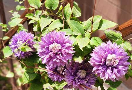 适合在东北养的花