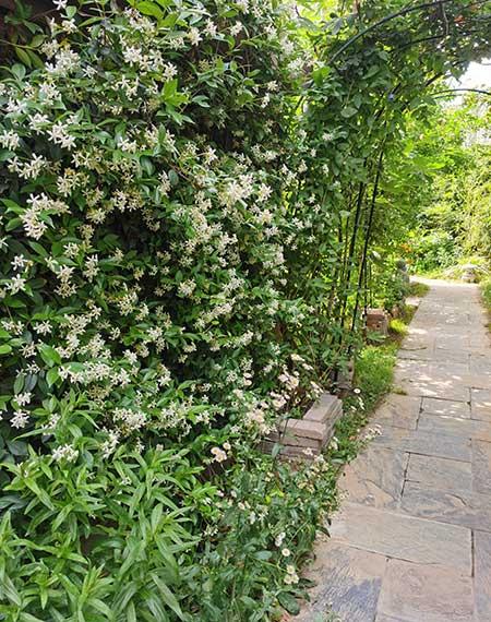 适合在东北养的花