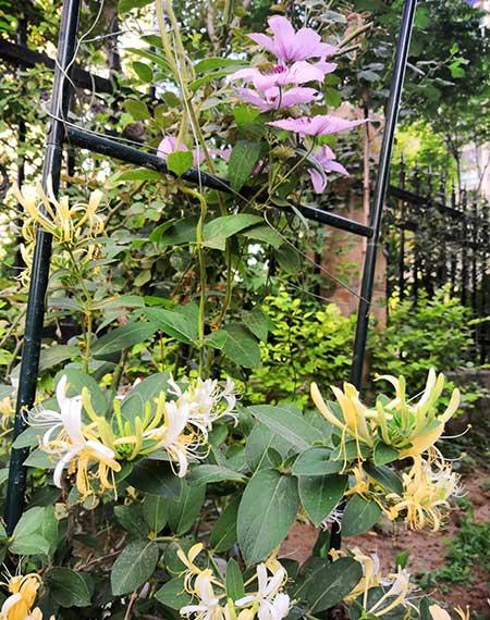 适合在东北养的花