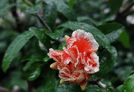 适合在东北养的花