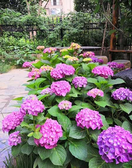 适合在东北养的花