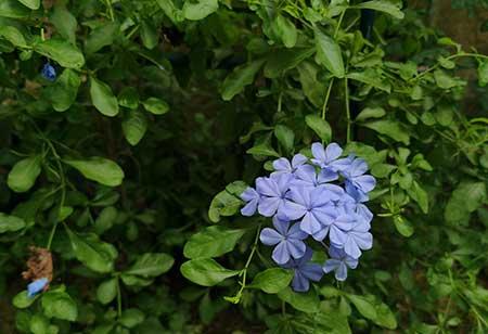 适合在东北养的花