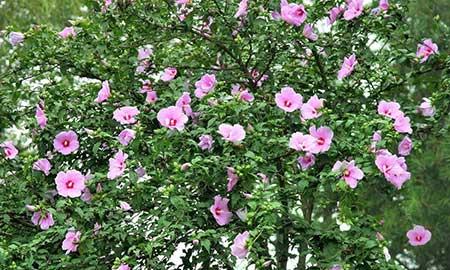 适合在东北养的花