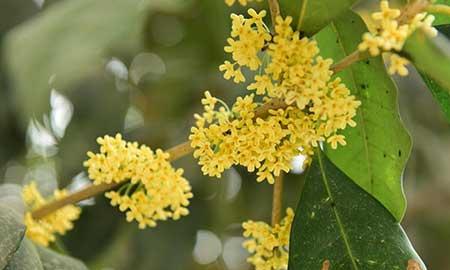 适合在东北养的花