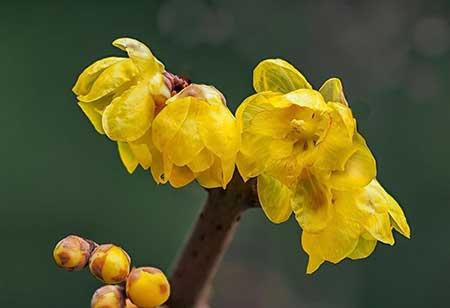 适合在东北养的花