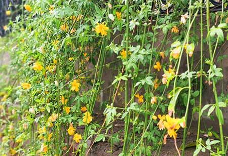 适合在东北养的花