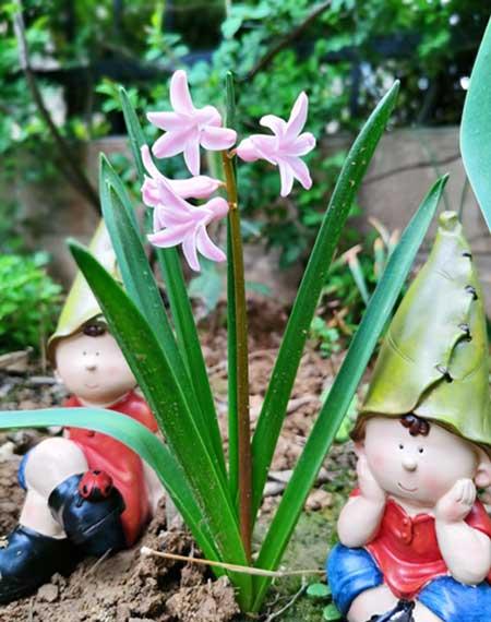 适合在东北养的花