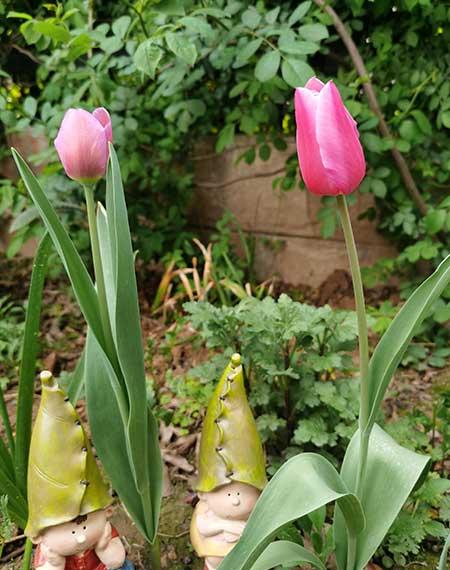 适合在东北养的花