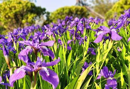 适合在东北养的花