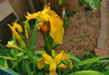 适合在东北养的花