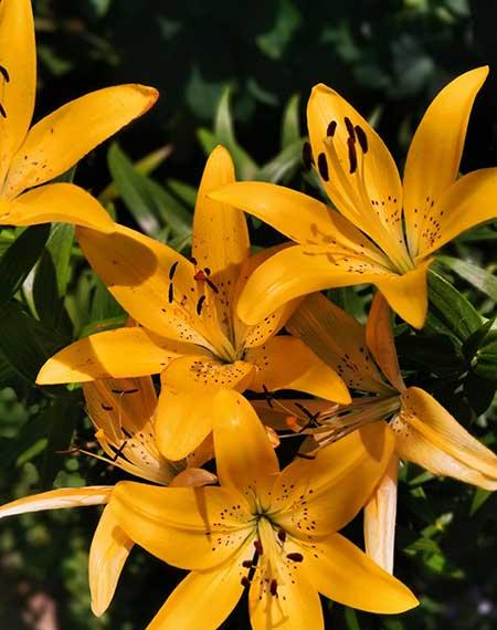 适合在东北养的花