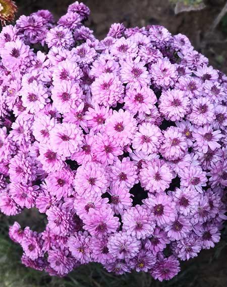 适合在东北养的花