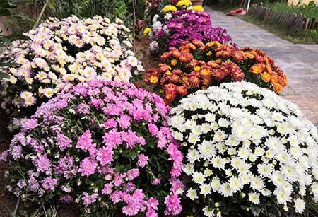 适合在东北养的花