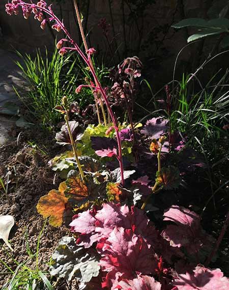 适合在东北养的花